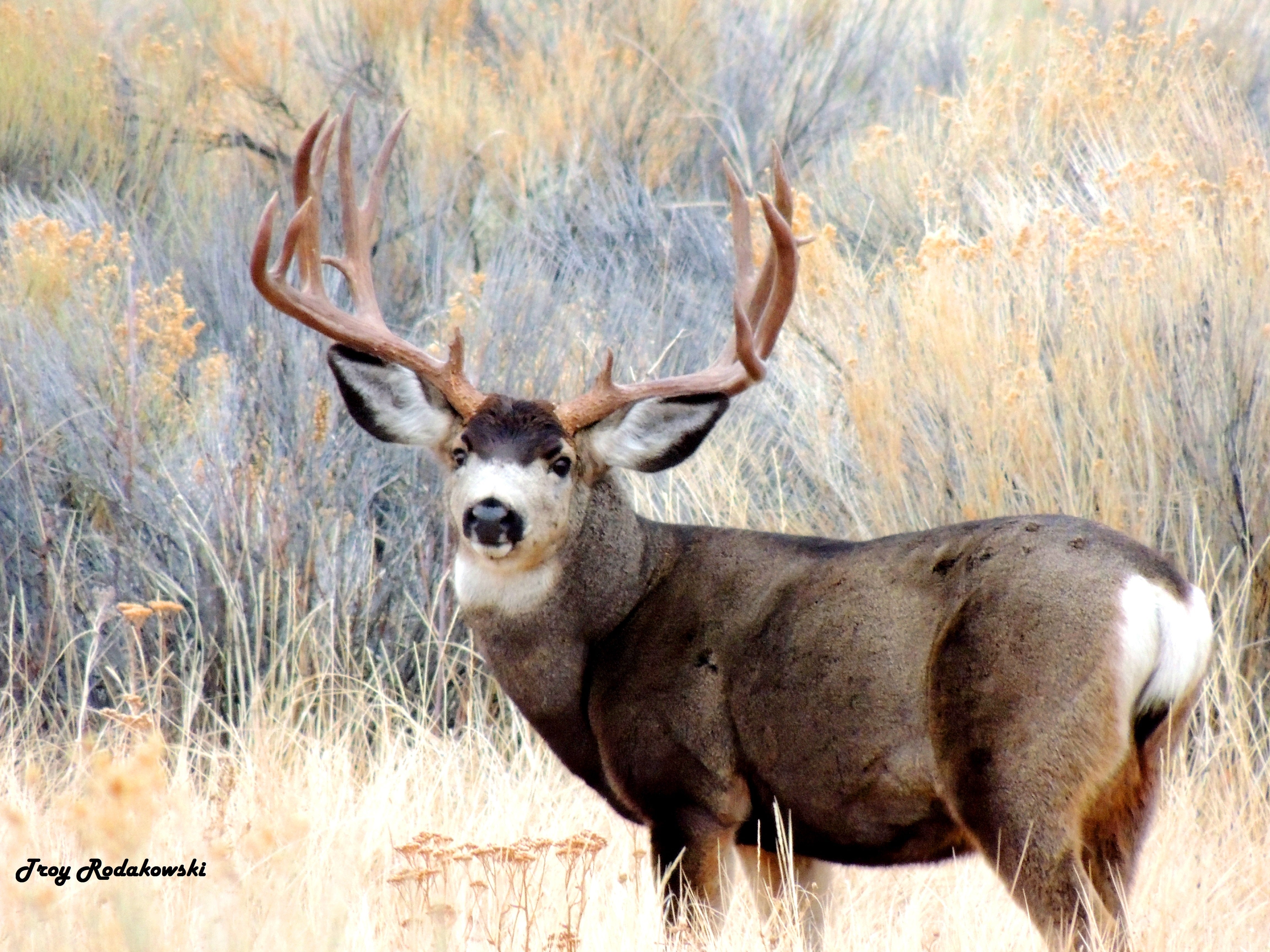 Making That Shot On An Animal Isn't Always Easy.